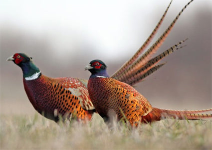 Where to hunt pheasants in U.S.