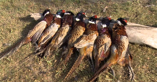 Pheasant Hunting Regulations