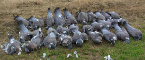 Pigeons Hunting Tips during Winter