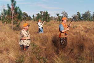 The Excitement of Quail Hunting