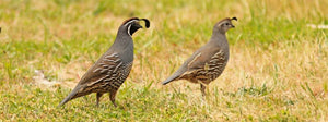The best time for quail hunting