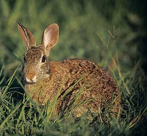 Rabbits Hunting Essentials