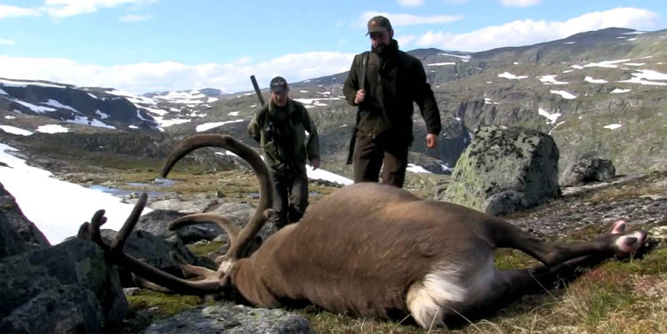 Is it legal to hunt caribou/reindeer?