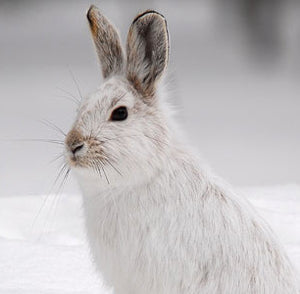 Snowshoe Hare Hunting Tips