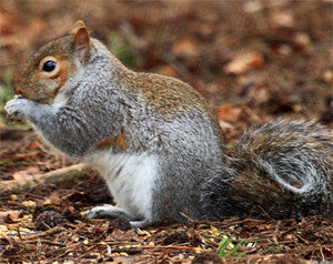 Mid Season Squirrel Hunting Tips