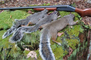 Early Season Squirrel Hunting Tips