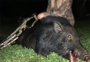 Essentials about Wild Boar Hunting