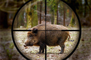 Tips for the Wild Boar Beginner Hunter