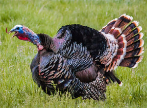 Legal Considerations for Wild Turkeys Hunting at Maine