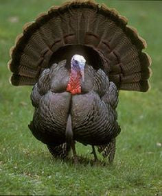 Wild Turkey Hunting Prohibitions