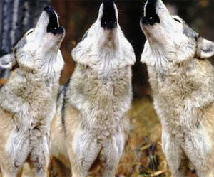 Wolves, the ultimate predators hunting. Part II
