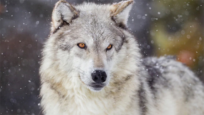 Tips to increase your odds to hunt a wolf