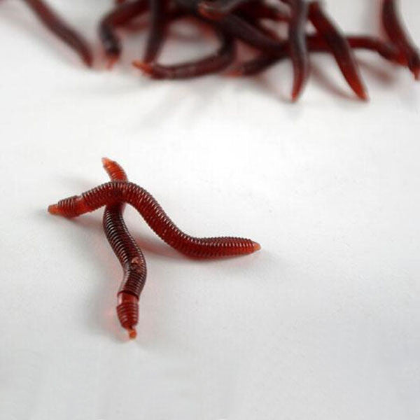 earthworm fishing lures 1pc Soft EarthWorm Fishing Lures Silicone Red Worms Bait Plastic